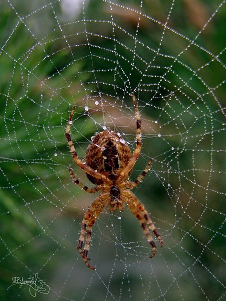 Фотовиставка Тетяни Должко